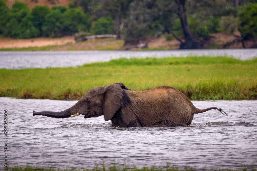 Elephant crossing the Chobe River in Chobe National Park, Botswana Elephant crossing the Chobe River in Chobe National Park, Botswana