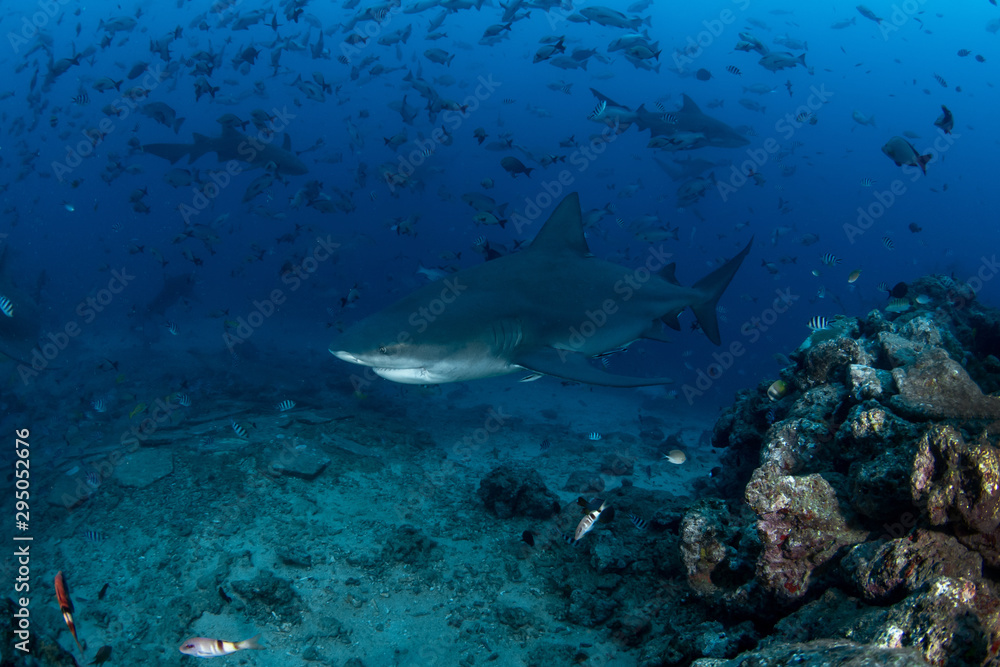 Fototapeta premium Bull Shark, Carcharhinus leucas w ciemnoniebieskim oceanie