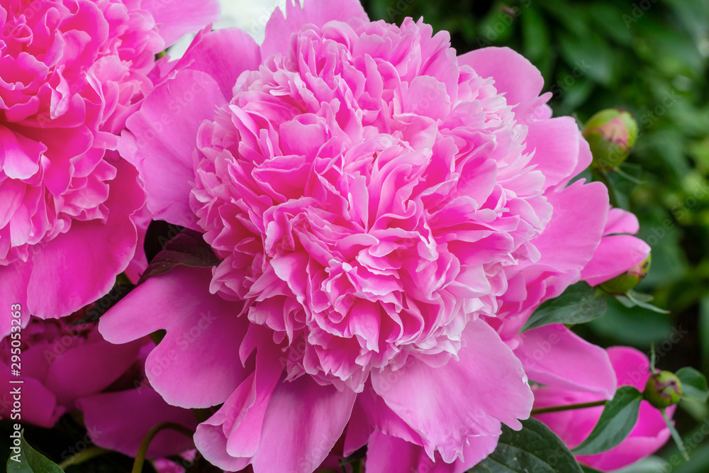Bright pink blossoming peony flowers on green leaves background in spring and summer