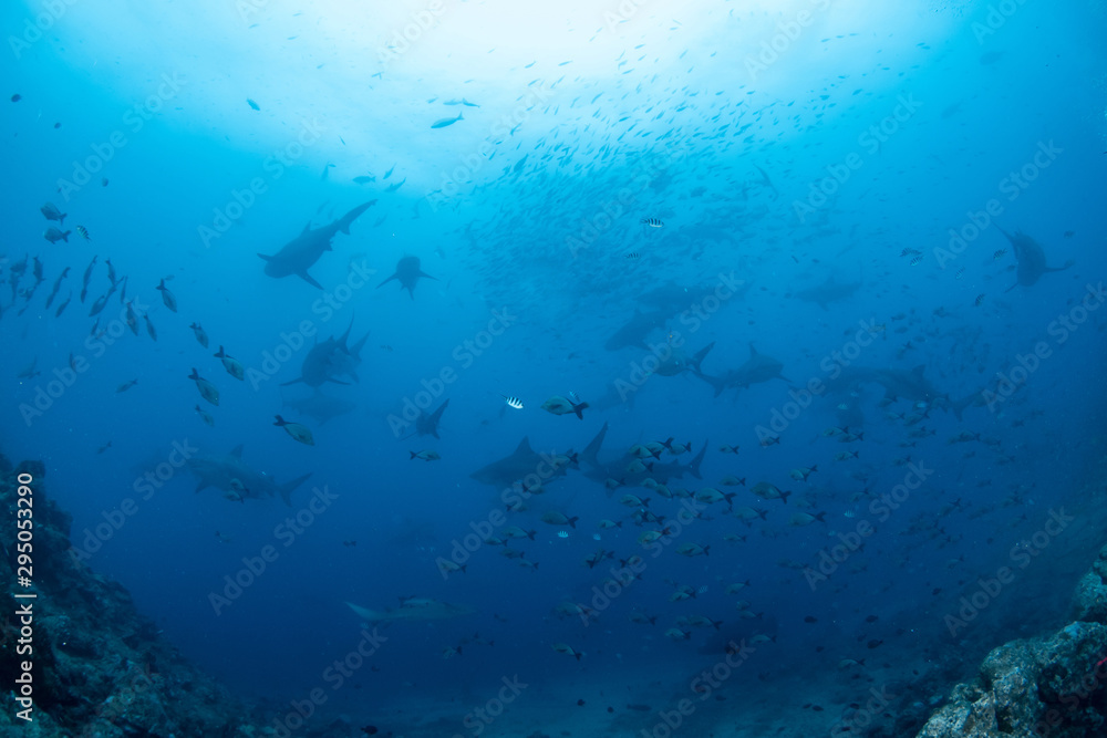 School of Bull Shark, Carcharhinus leucas School of Bull Shark, Carcharhinus leucas