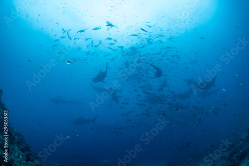 School of Bull Shark, Carcharhinus leucas