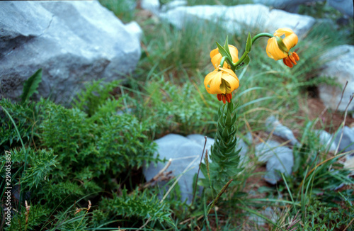 Lilium carniolicum from Paklenica National Park, Croatia
