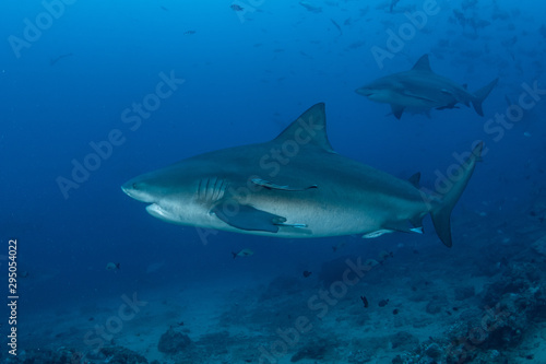 Bull Shark  Carcharhinus leucas in deep blue ocean