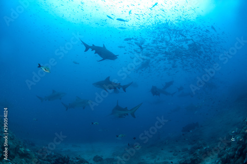 School of Bull Shark, Carcharhinus leucas
