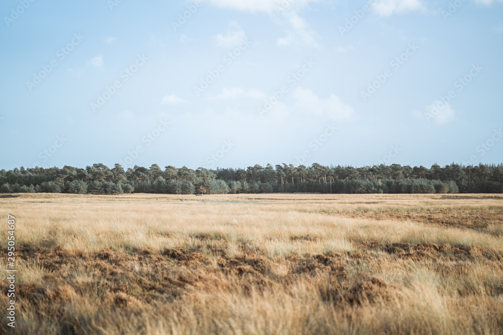 Beautiful autumn day at Veluwe National Parc in the Netherlands pink heather