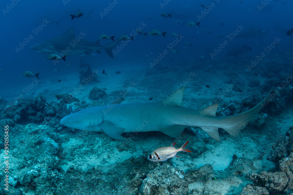 Fototapeta premium School of Bull and Nurse shark in deep blue ocean 