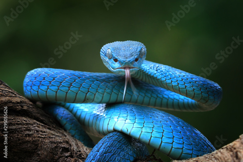 Fototapeta Naklejka Na Ścianę i Meble -  Blue viper snake closeup face, viper snake, blue insularis, Trimeresurus Insularis, animal closeup