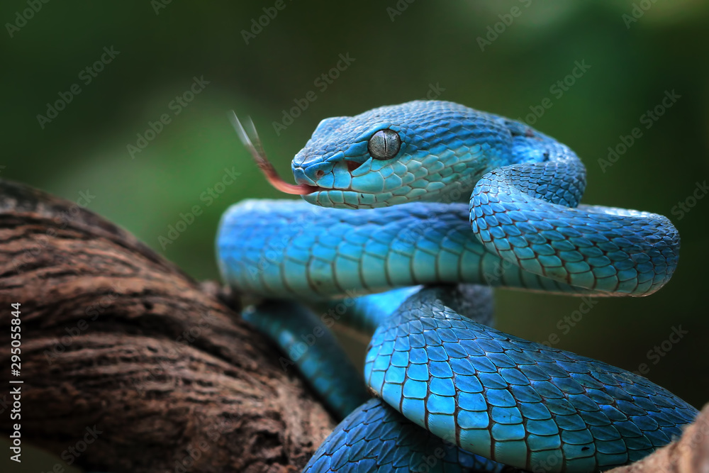 Blue viper snake closeup face, viper snake, blue insularis, Trimeresurus Insularis, animal closeup - obrazy, fototapety, plakaty 