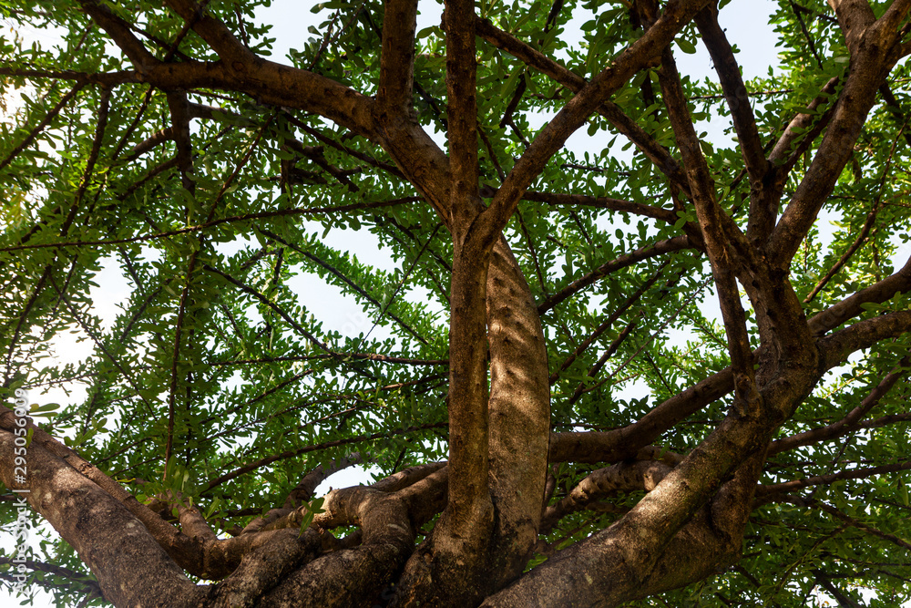 Fototapeta premium the trees are fertile in the rainy season