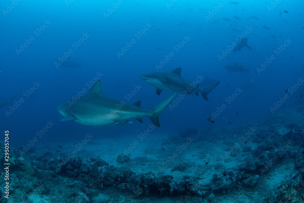 Bull Shark, Carcharhinus leucas in deep blue ocean Bull Shark, Carcharhinus leucas in deep blue ocean