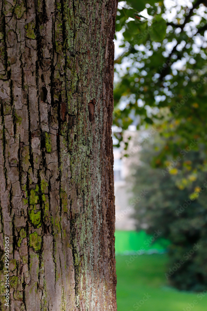 De l'écorce dans le parc