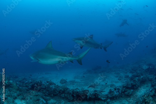 Fototapeta Naklejka Na Ścianę i Meble -  Bull Shark, Carcharhinus leucas in deep blue ocean
