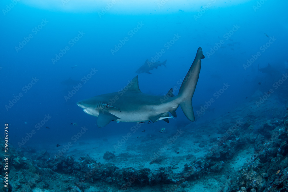 Fototapeta premium Bull Shark, Carcharhinus leucas in deep blue ocean