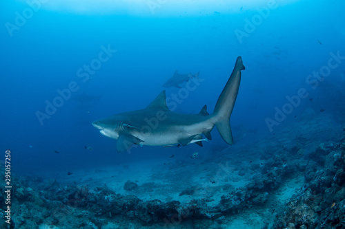 Bull Shark, Carcharhinus leucas in deep blue ocean © Krzysztof Bargiel