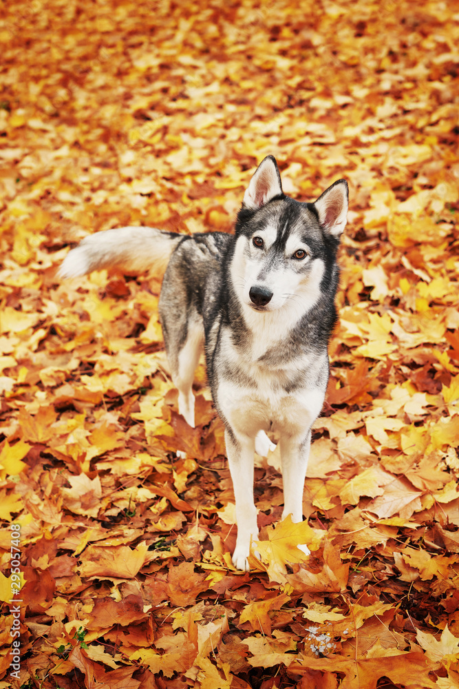 Husky dog in the park in autumn, dog for the calendar Husky dog in the park in autumn, dog for the calendar