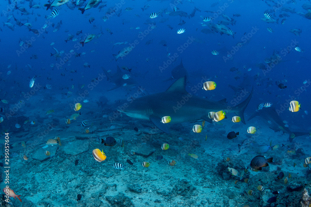 Fototapeta premium Bull Shark, Carcharhinus leucas