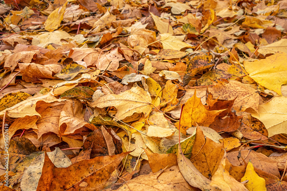 abstract background of autumn foliage in the park abstract background of autumn foliage in the park