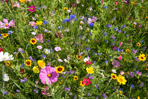 fresh wonderful summer flower meadow
