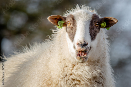 Talking Sheep