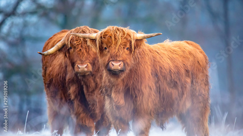Highland Cattle