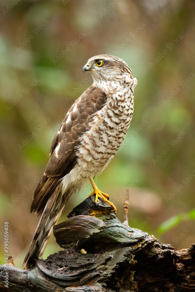 Fototapeta premium Eurasian sparrowhawk (Accipiter nisus)