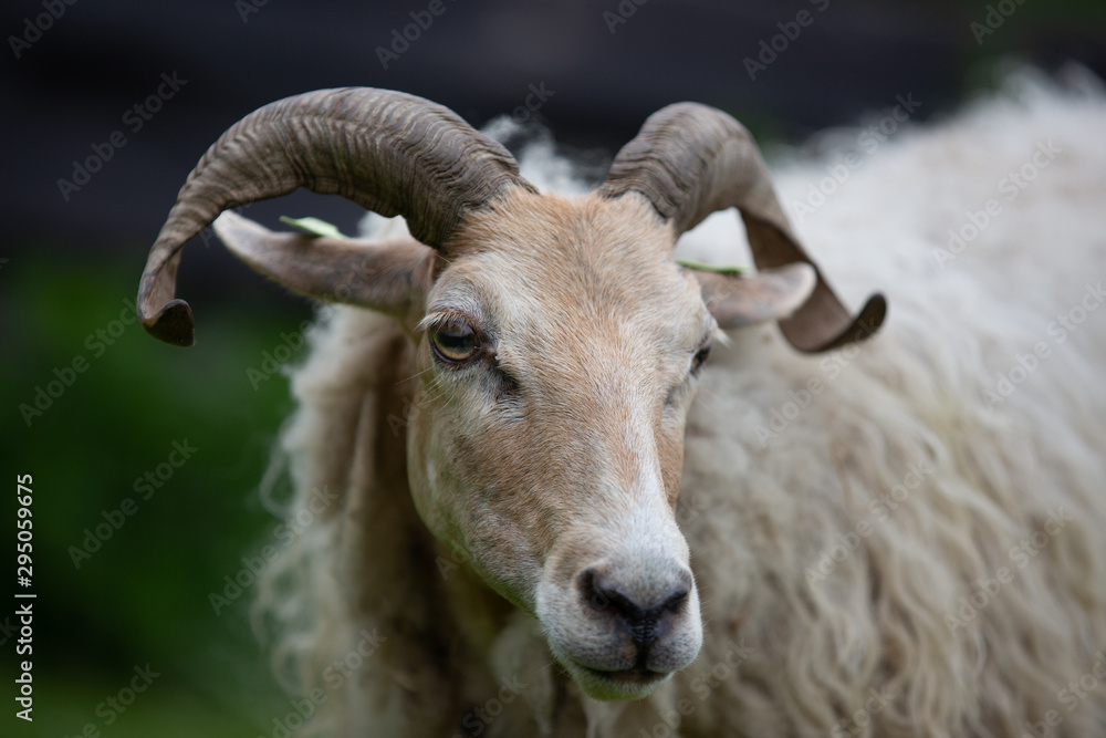 Drenth Heath Sheep