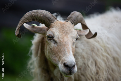 Fototapeta Naklejka Na Ścianę i Meble -  Drenth Heath Sheep