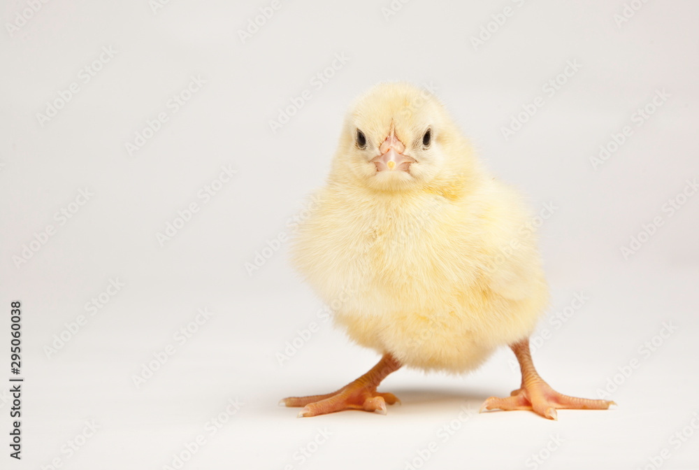 young chick isolated on white background young chick isolated on white background