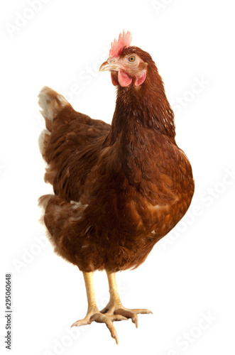 brown chicken isolated on white background