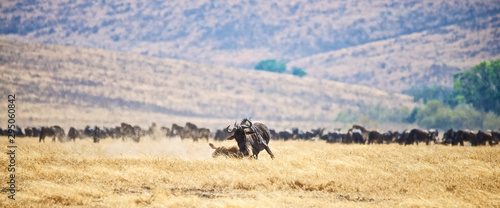 Fototapeta Naklejka Na Ścianę i Meble -  Hyena attacks Wildebeest
