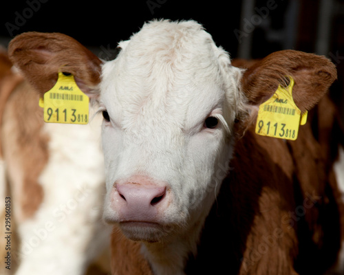 Portrait of an austrian simmental Calf in the barn