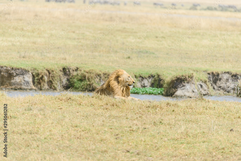 Lion, King of the jungle