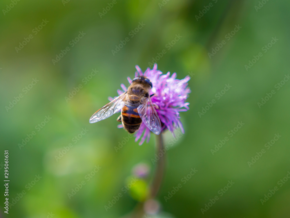flower, bee, insect, nature, thistle, macro, plant, purple flower, bee, insect, nature, thistle, macro, plant, purple