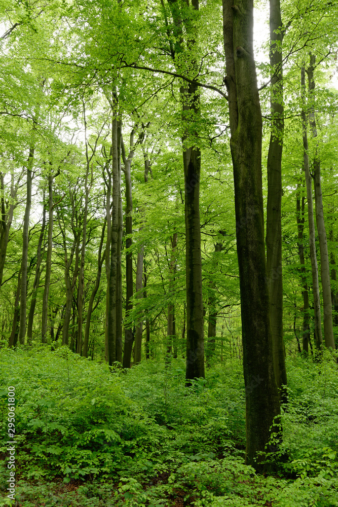 Rotbuchenwald mit Naturverjüngung Stock Photo | Adobe Stock