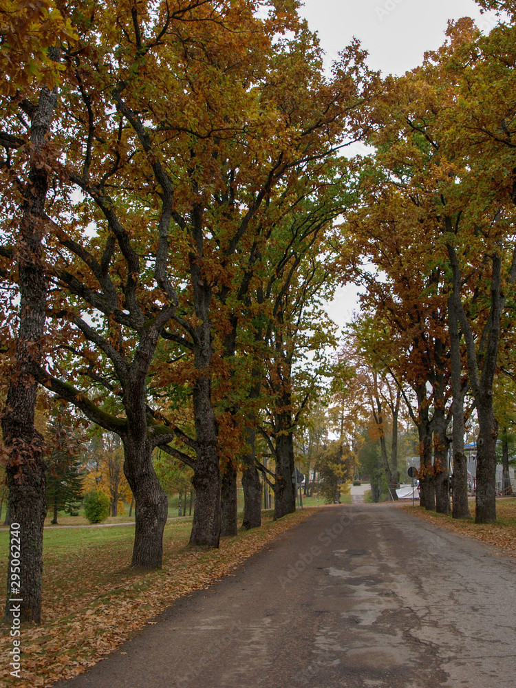Naklejka premium autumn landscape with tree avenue, cloudy day