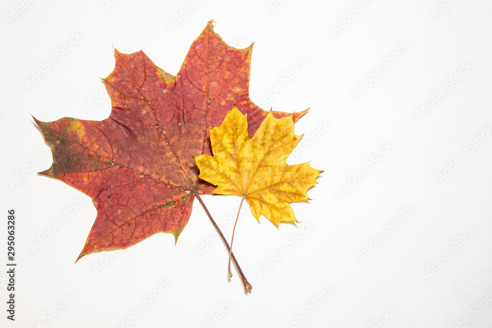 Two maple leaves on a white background. Isolated. There is a place for text. Free space. Two maple leaves on a white background. Isolated. There is a place for text. Free space.