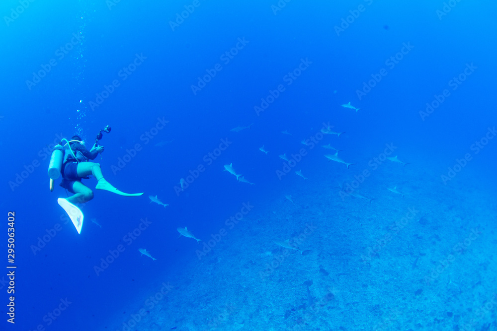 Obraz premium パラオ_ペリリュー_スキューバダイビング