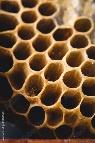 Bee honeycombs, honey in bee honeycombs