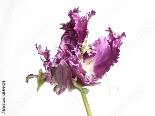 violet rococo tulip isolated on white background