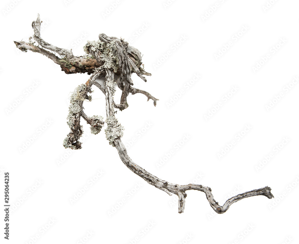 Obraz premium isolated natural weathered pine root 