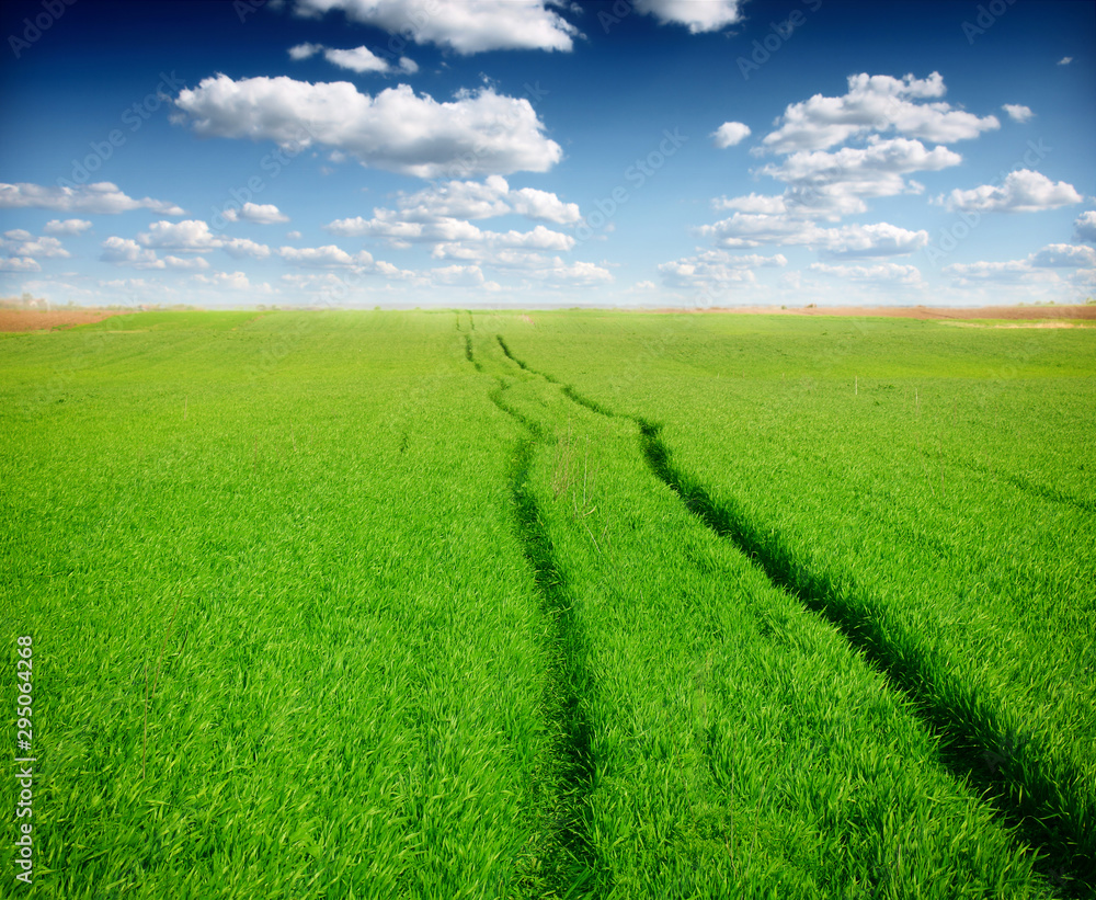 Fototapeta premium Wheat field against a blue sky