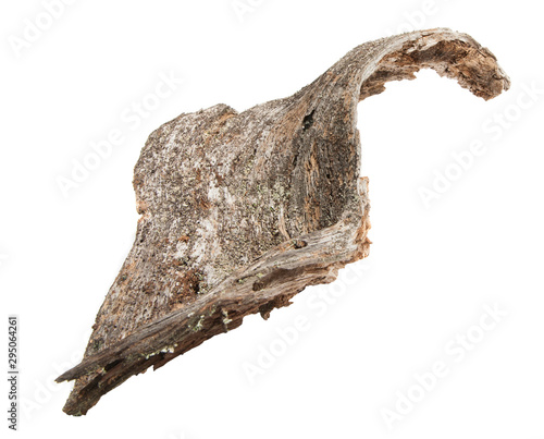 isolated natural weathered pine root 