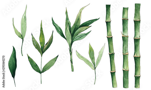 Watercolor handpainted green bamboo leaves on white background