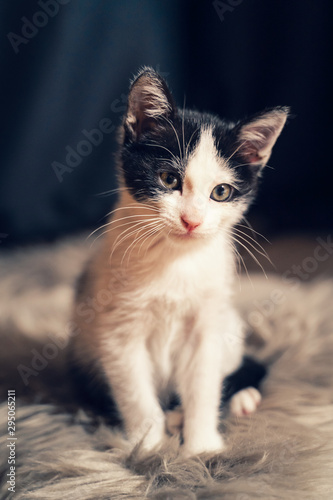 kitten on black background