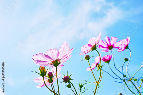 雲のある青空とマゼンタのコスモスの花