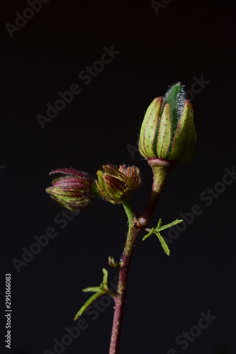 branch of a willow