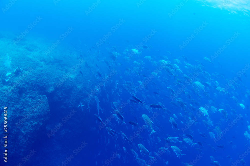 Obraz premium パラオ_ペリリュー_スキューバダイビング