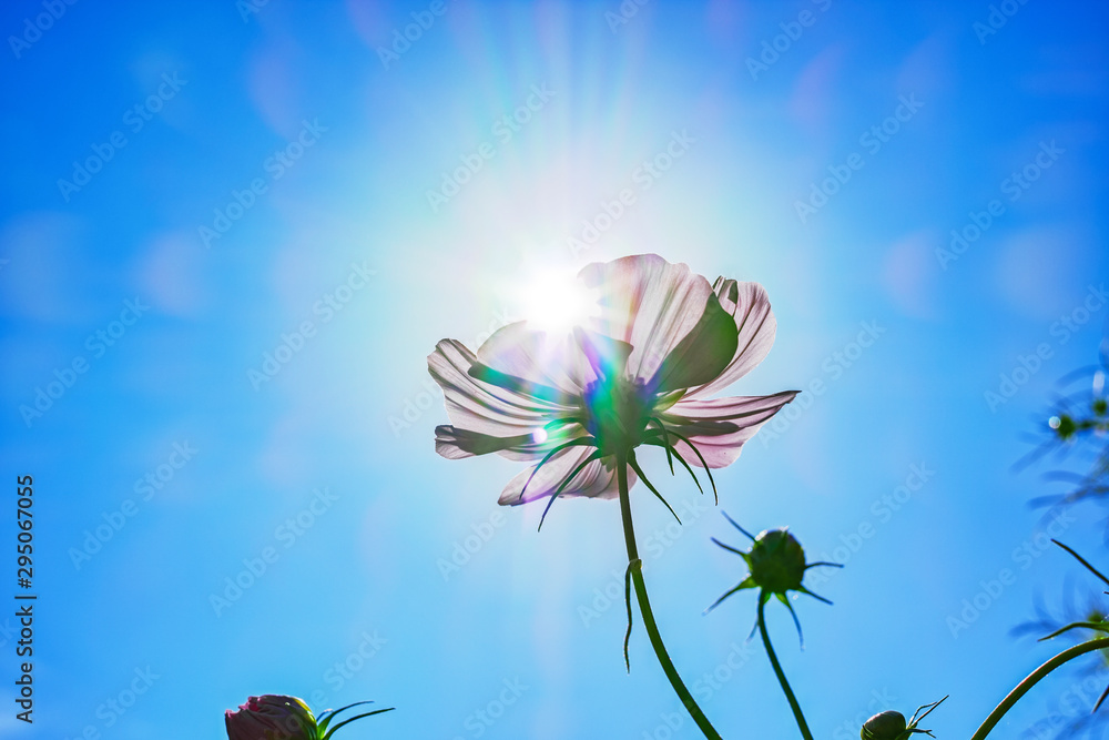レンズフレアやゴーストを取り込んだ逆光の青空とマゼンタのコスモスの花 Foto De Stock Adobe Stock