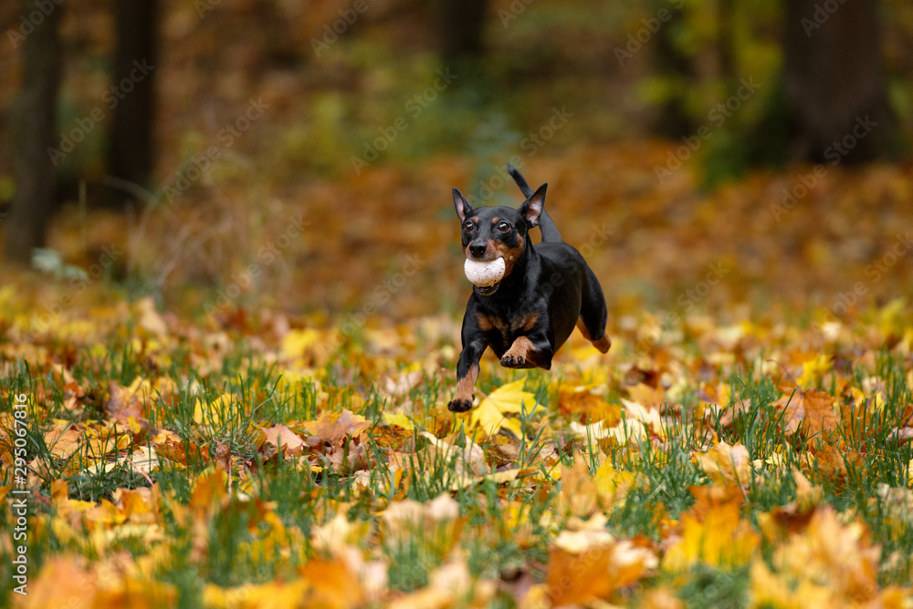 happy dog running with a ball outdoors in autumn