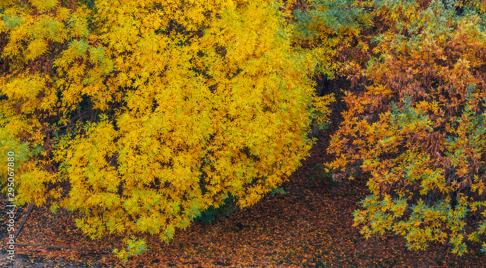 Japanese maple tree in autumn with bright yellow, red, gray and green leaves in the park Japanese maple tree in autumn with bright yellow, red, gray and green leaves in the park